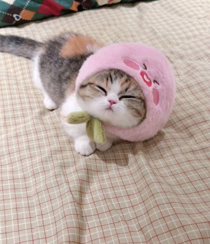 cutest cats (@cutestscats) on Twitter photo 