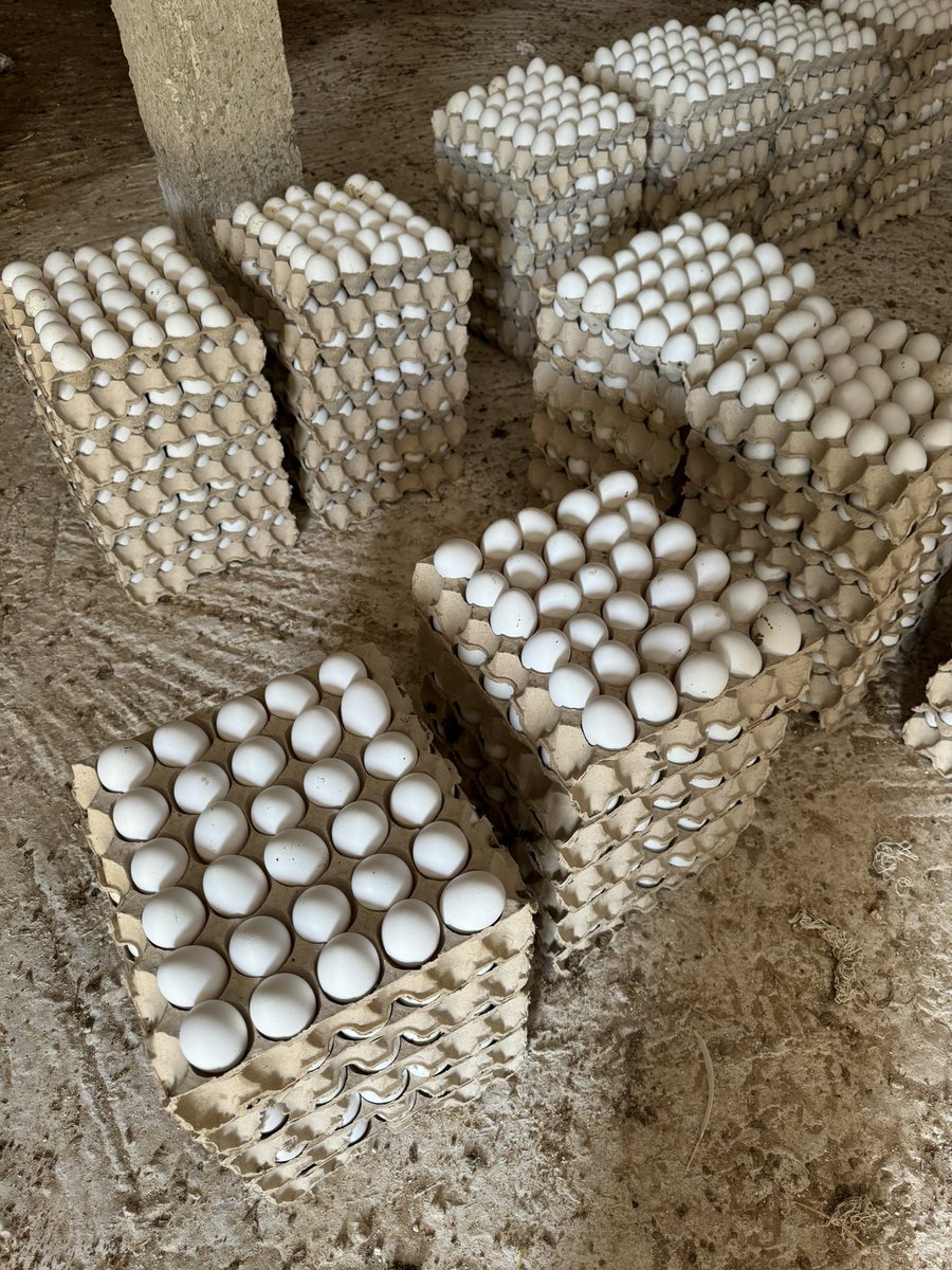 mane_di_mansa's tweet photo. Bonjour les gars avec mon père on produit des oeufs depuis des années.
Ces derniers jours on a un peu de soucis à vendre les oeufs 🥚sûrement c’est à cause de la tabaski (des centaines de tablettes)🥲. (1800-2300fcfa)
Aidez une soeur à rt ou partager s’il vous plaît. 764940514 https://t.co/iRBtMgthrS