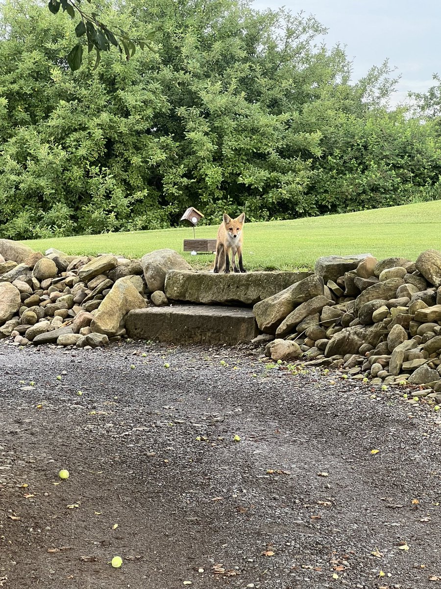 Feel free to play through friend 🦊⛳️ #TheCrest