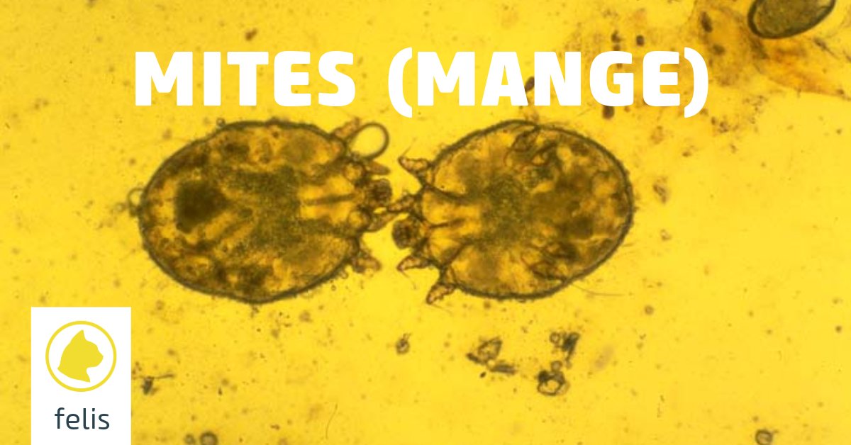 Vetlexicon Felis has recently published a new Client information sheet on cat mites (mange). 

bit.ly/3VgK0LT