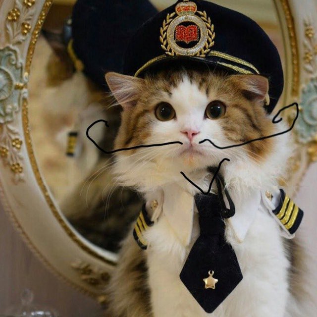 $NCAT #Neuracat -The first cat meme from <a href="/neuralink/">Neuralink</a>