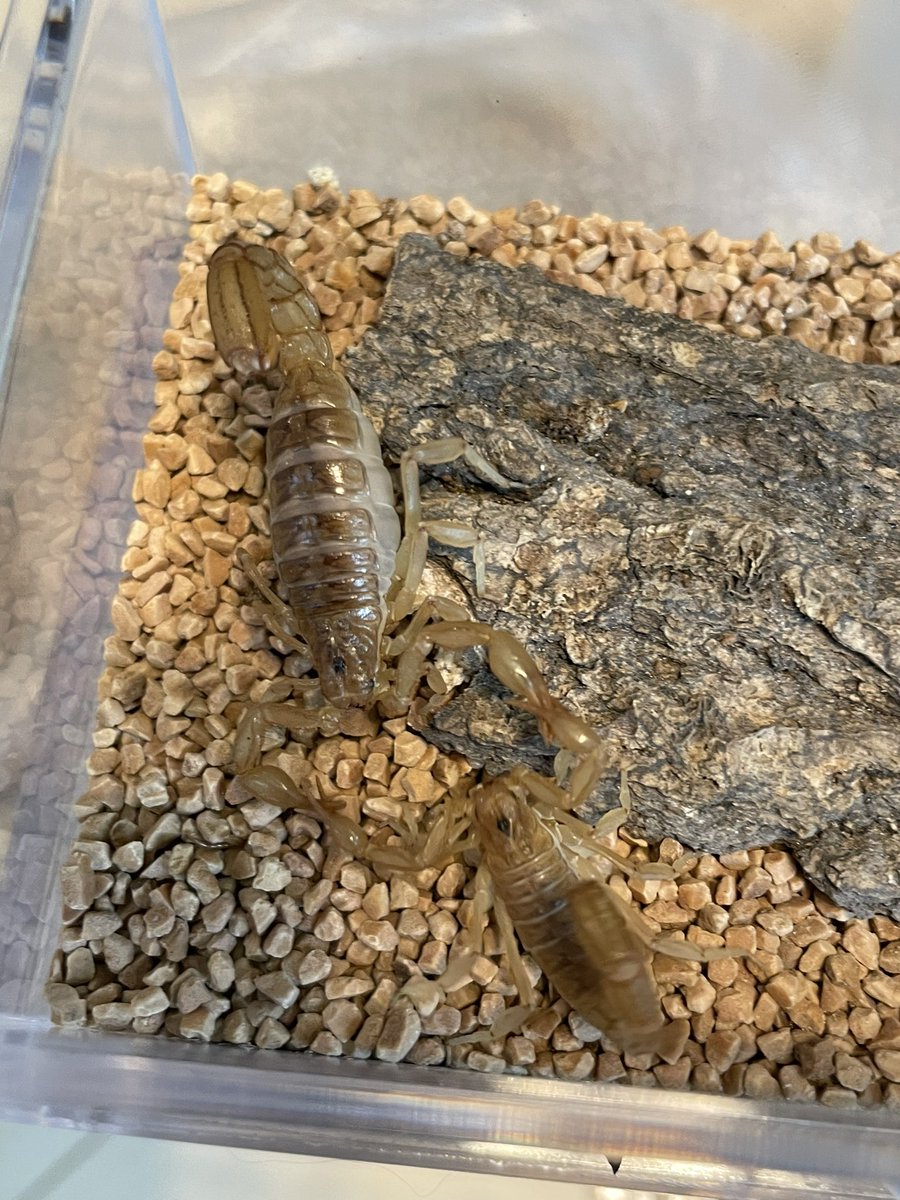 maculata_c's tweet photo. 今年は種付け
Paravaejovis spinigerus https://t.co/m7B74niGdO
