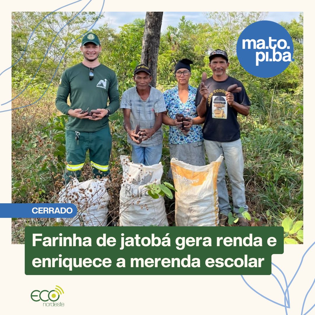 NordesteEco's tweet photo. Conheça histórias e relatos sobre o extrativismo do Jatobá que vem transformando o Cerrado do Tocantins: https://t.co/8eMzk0fiAx
#farinhadejatoba #cerrado #tocantins #matopiba
📷 Arquivo pessoal. https://t.co/XexrZYKFVP