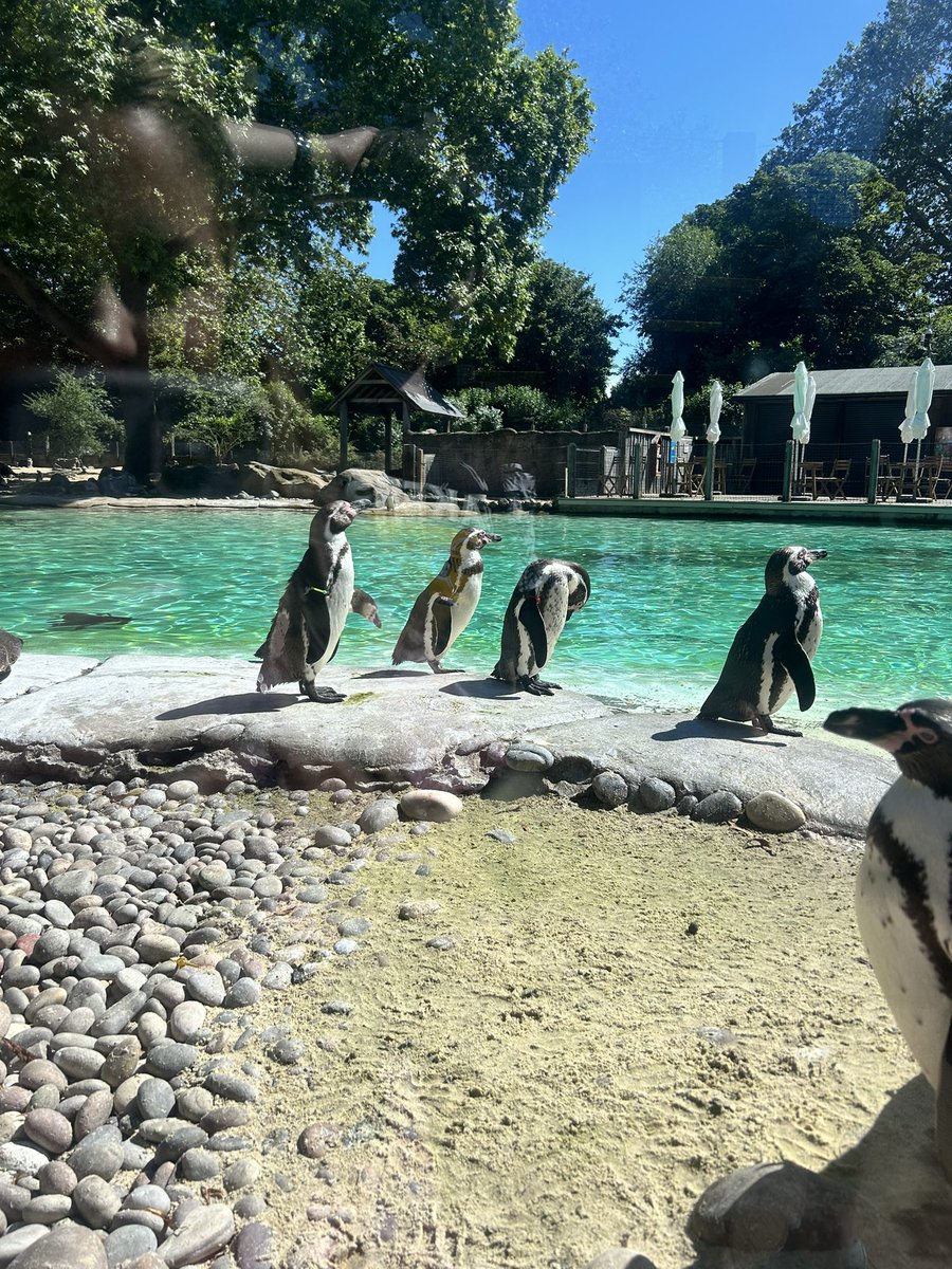 Next up on our London trip - a visit to London Zoo 🦁🐯🦍🐒🐧🦒🦋