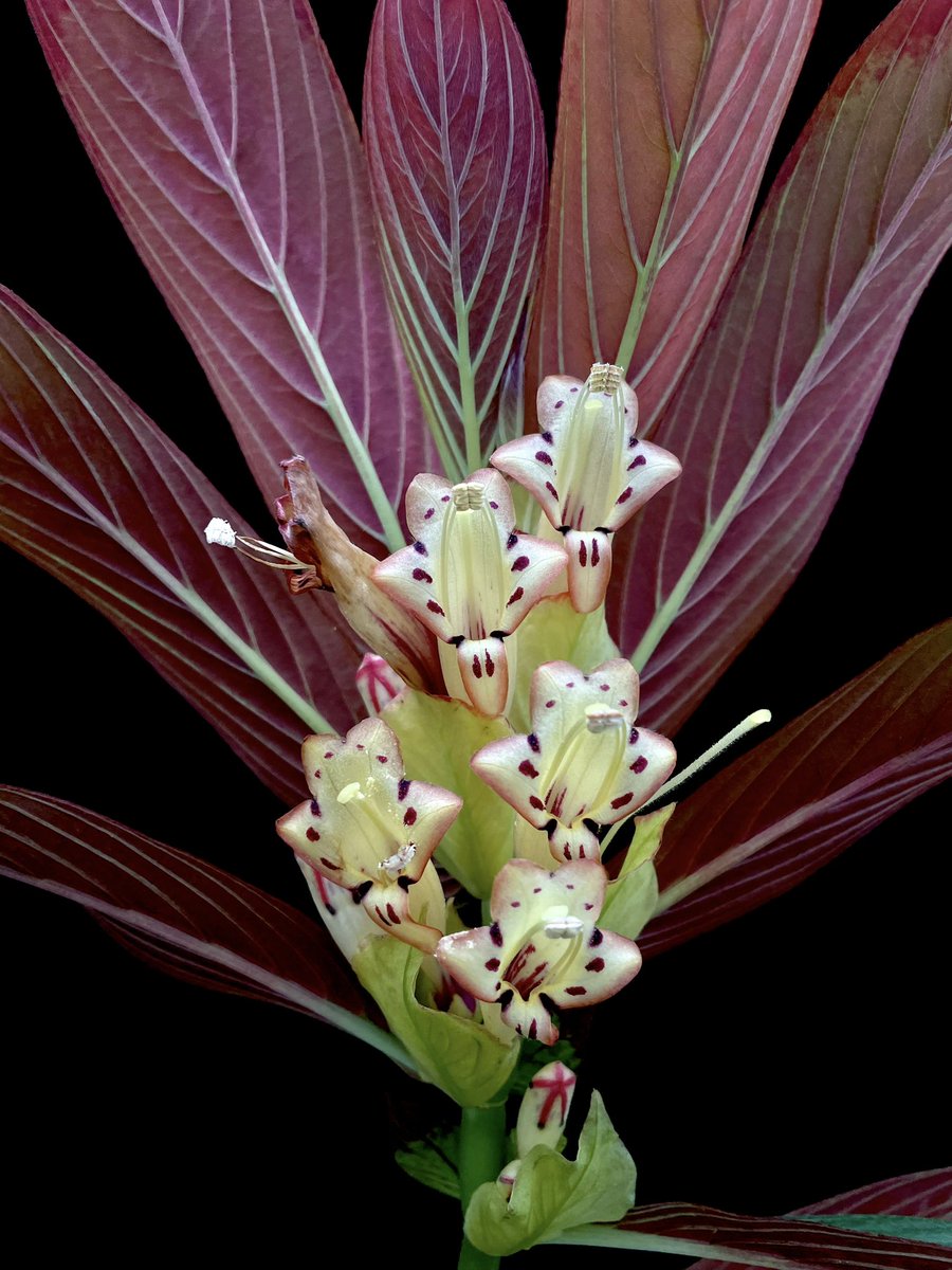 コルムネア 伊藤蟻植物農園さん itome@伊藤蟻植物農園 on X