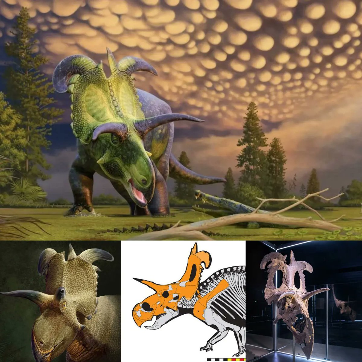 Dr Dean Lomax (@dean_r_lomax) on Twitter photo I, for one, welcome our new "God of Mischief".
Meet Lokiceratops rangiformis, a newly named ceratopsian from the Late Cretaceous of Montana.
Congrats to the authors. Great to finally see this published.
Beautiful artwork by <a href="/AndreyAtuchin/">Andrey Atuchin</a> and <a href="/SergeyAtrox1/">Sergey Krasovskiy</a>. I, for one, welcome our new "God of Mischief".
Meet Lokiceratops rangiformis, a newly named ceratopsian from the Late Cretaceous of Montana.
Congrats to the authors. Great to finally see this published.
Beautiful artwork by <a href="/AndreyAtuchin/">Andrey Atuchin</a> and <a href="/SergeyAtrox1/">Sergey Krasovskiy</a>.