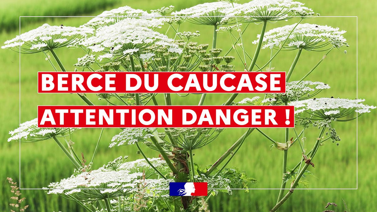 ⚠️ Plusieurs cas de brûlures liés à la Berce du Caucase ont été constatés dans la région.

La Berce du Caucase est une plante envahissante qui contient des substances toxiques provoquant des dermatoses et des brûlures (parfois graves) après exposition de la peau à la sève puis à
