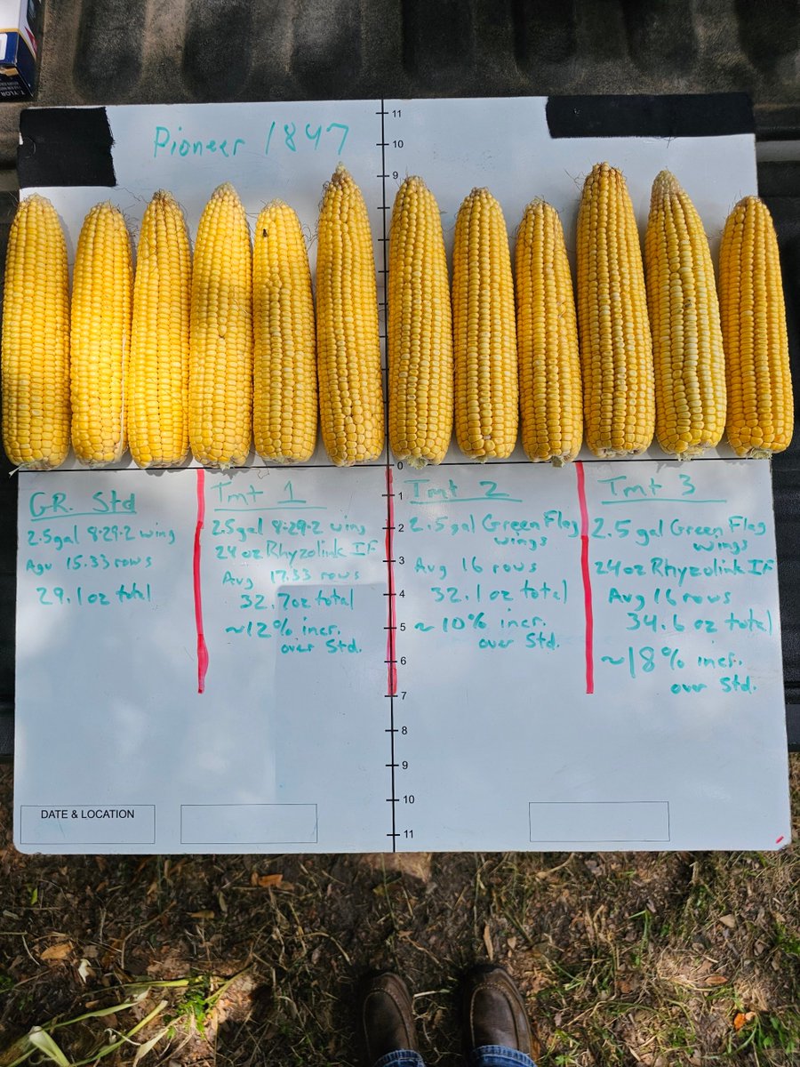 Stan Deal, District Sales Manager, recently conducted a silage corn trial at a Florida dairy. In this trial, we compared GreenFlag, Rhyzolink, and a combination of the two against the grower standard 8-29-2. #NACHURS #Silagecorn #NACHURSGreenFlag #NACHURSRhyzolink #Ag #Growing