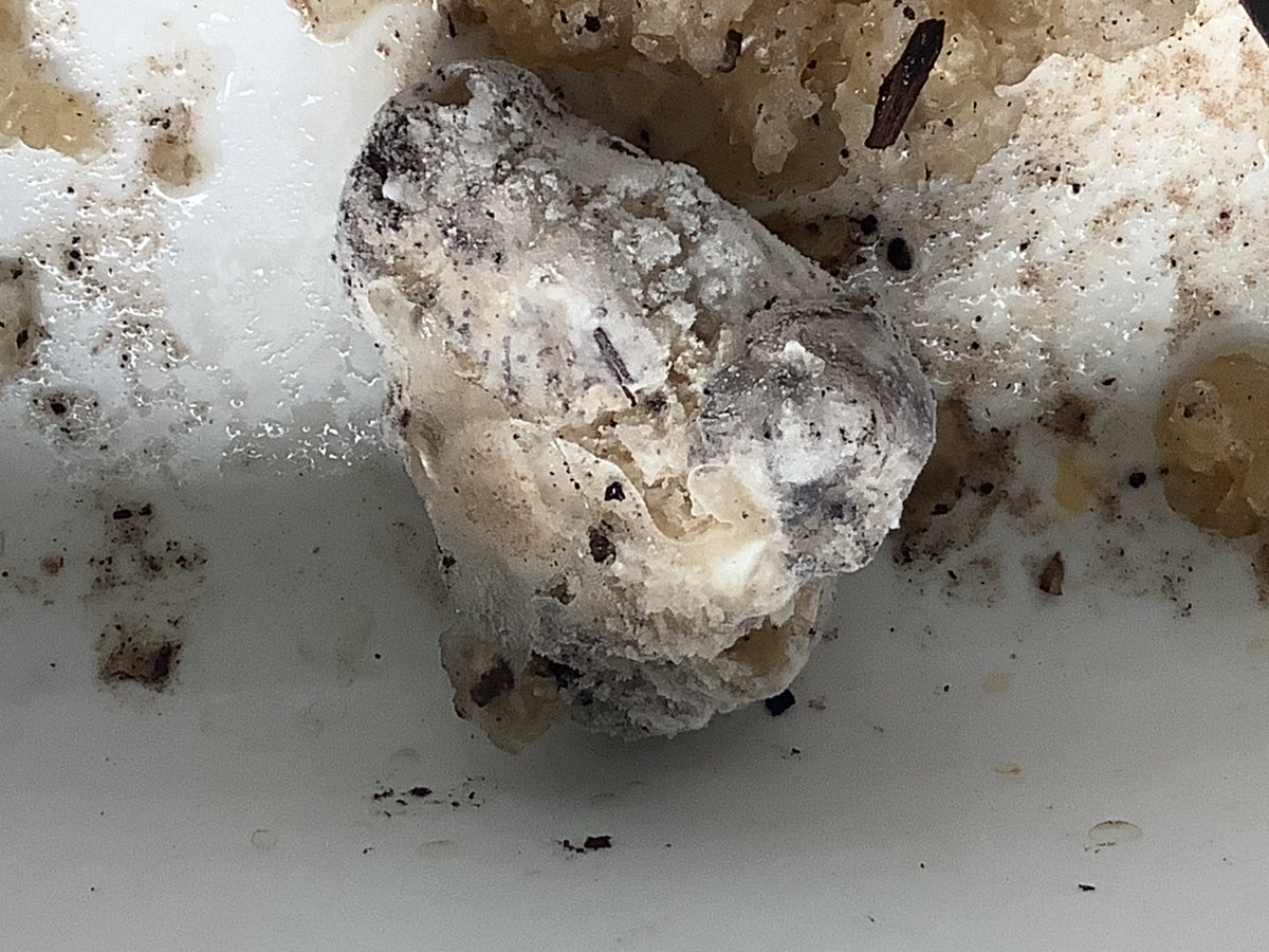 SHS Science tweet media