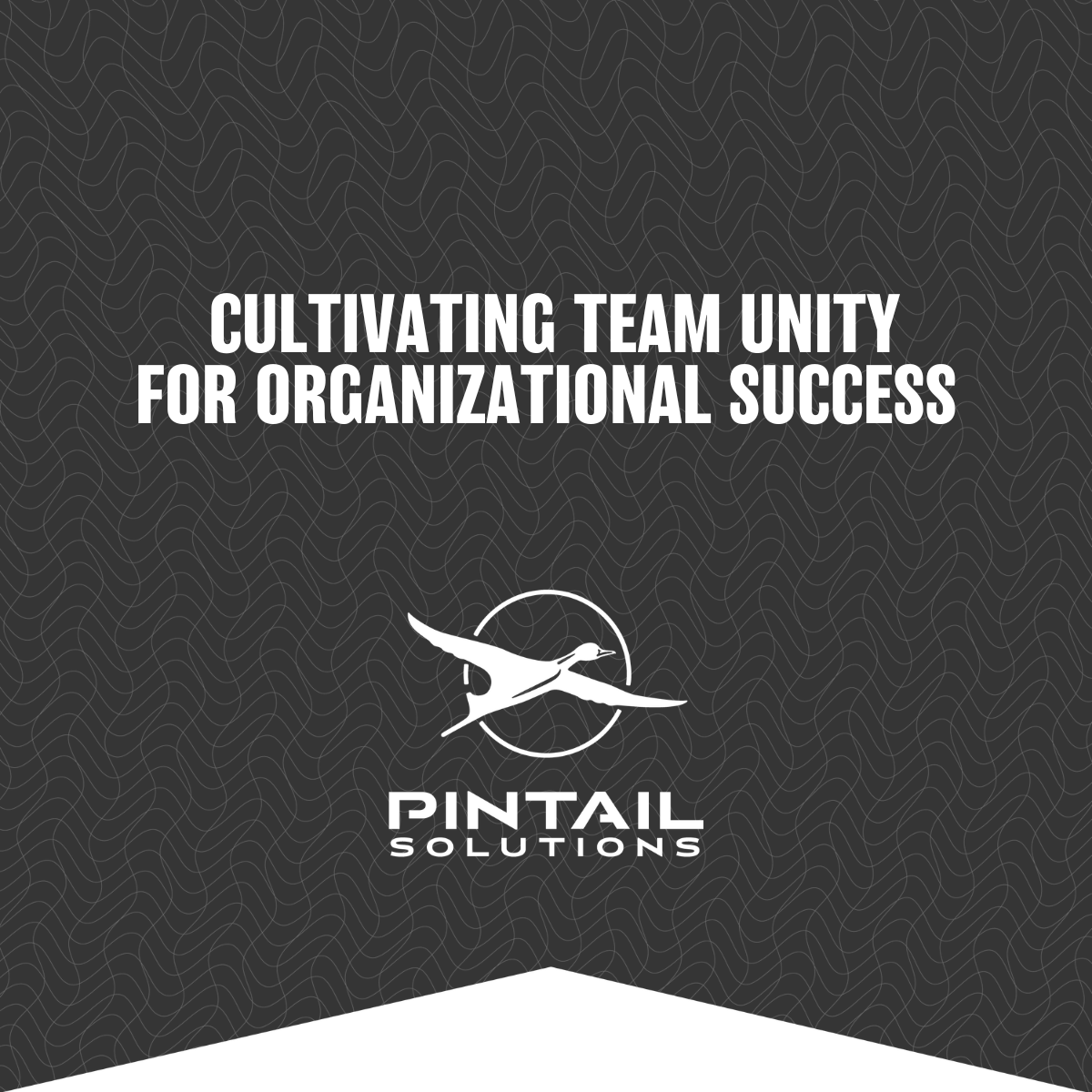 Pintail Solutions tweet media