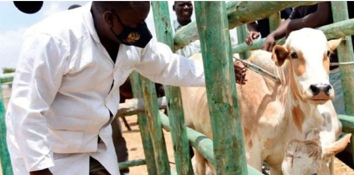 Kapelebyong2018's tweet photo. Today, we shall be live on #Etop Radio to discuss on vaccination of animals on Foot and Mouth Disease.
#Panelists
1. Susan Alupo - Assistant Animal Husbandry Officer.
2. @opioEmmanuel_- District Communication Officer
#Time: 7-8Pm https://t.co/A7k7L063fY