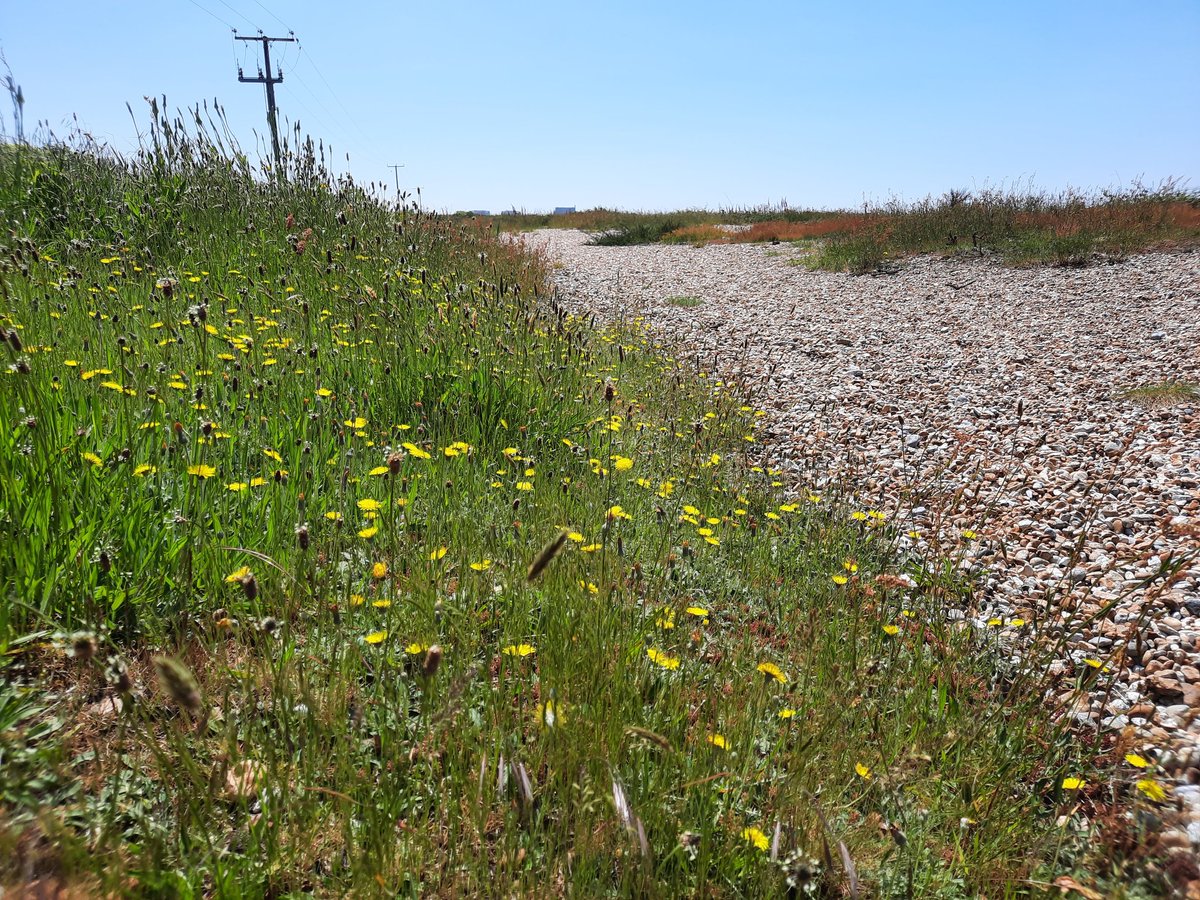 We love the gorgeous colours found hidden under the petals of this plant. It is mouse ear hawkweed, which is found in abundance on Dungeness National Nature Reserve. <a href="/NaturalEngland/">Natural England</a> <a href="/BSBIbotany/">BSBI: Botanical Society of Britain & Ireland</a> #NatureMagic #Kent #wildflowers