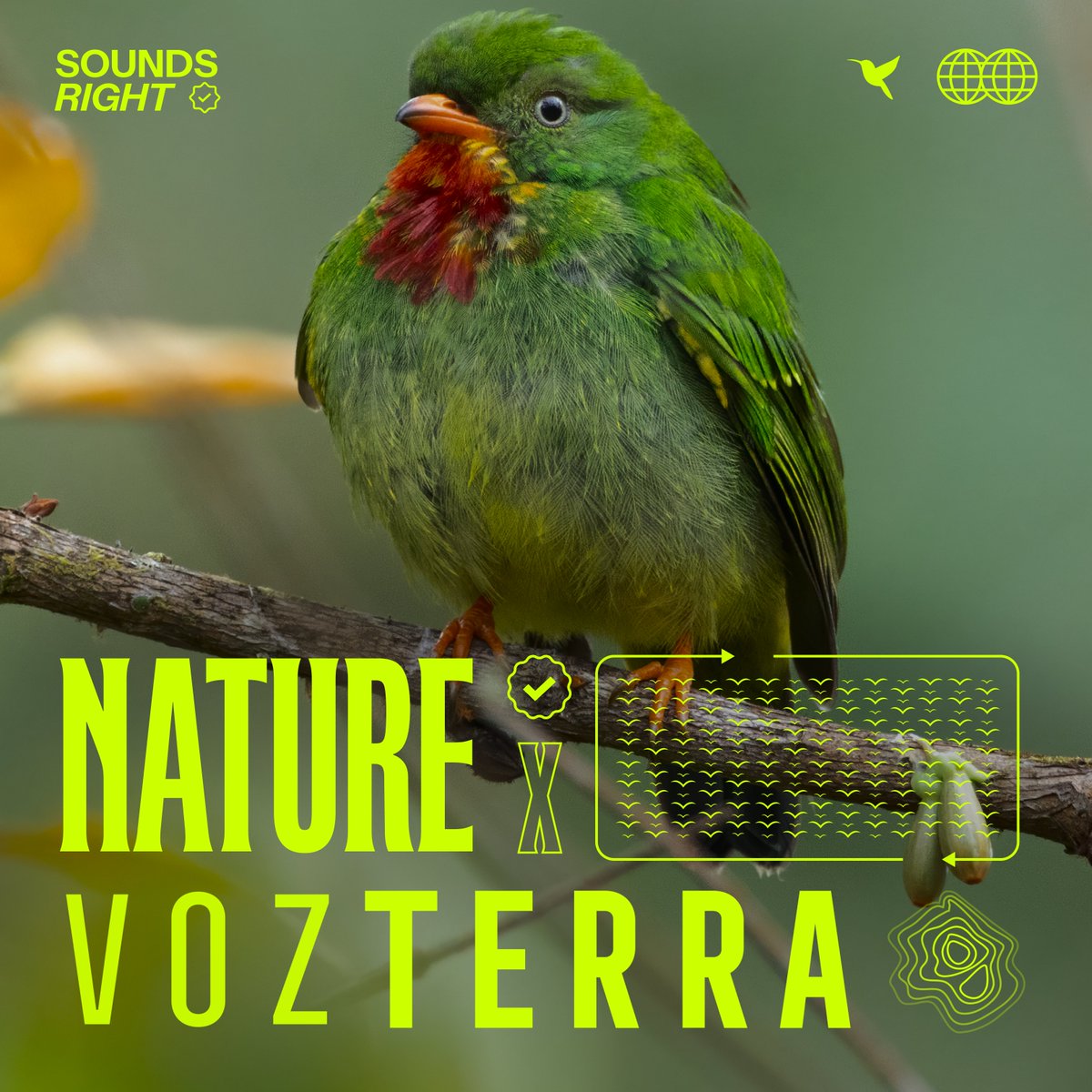 soundsright.earth (@soundsright2024) on Twitter photo Ever felt inspired by the sounds of nature? 🎶 Now you can share your experience with the world! Listen, record and share birdsong in your area with Dawn Chorus. 
Help to build a global bank of bird sounds for research and awareness: dawn-chorus.org/landing/
#soundsright Ever felt inspired by the sounds of nature? 🎶 Now you can share your experience with the world! Listen, record and share birdsong in your area with Dawn Chorus. 
Help to build a global bank of bird sounds for research and awareness: dawn-chorus.org/landing/
#soundsright
