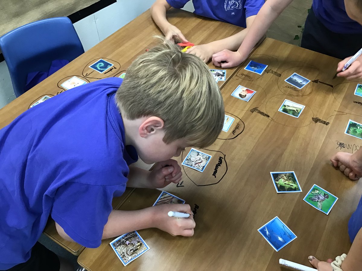 Christletonpri's tweet image. Year 4 are learning about food chains in science. We sorted living things into producers, consumers and predators before creating food chains from different biomes #cpsscience