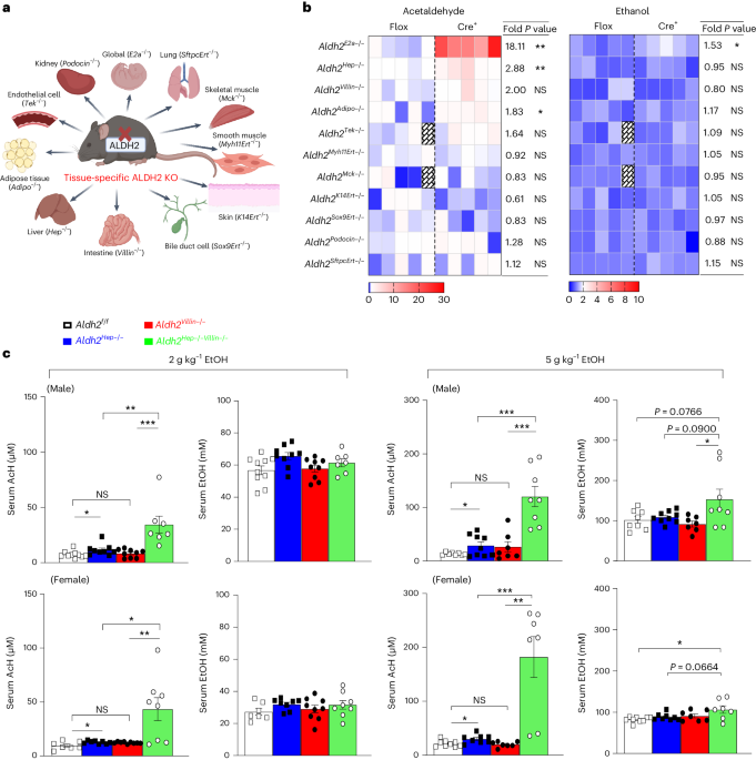 Online now! Coordinated action of a gut–liver pathway drives alcohol detoxification and consumption dlvr.it/T8XWhB