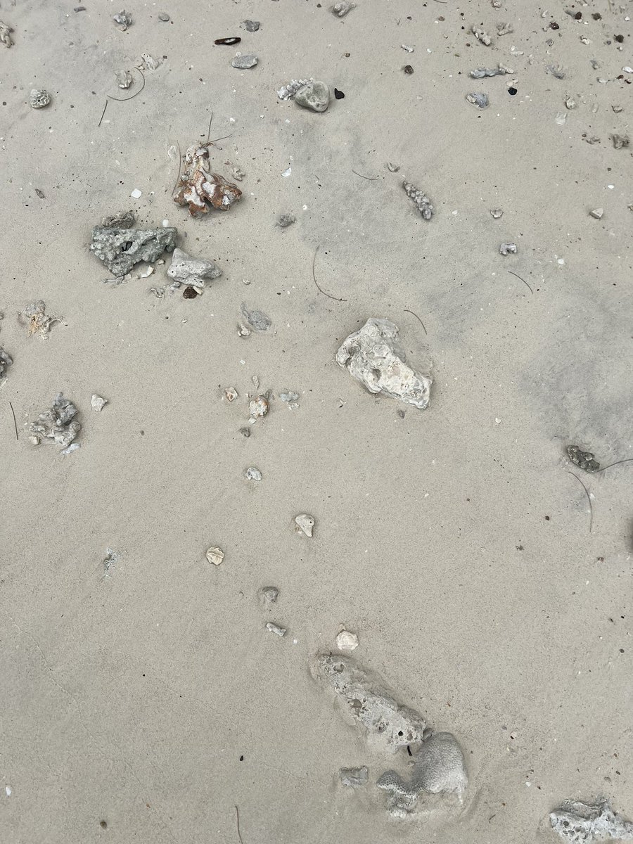 veseoa's tweet photo. beach vibe 🌺🏝️🐘 https://t.co/vToFzs0d0h