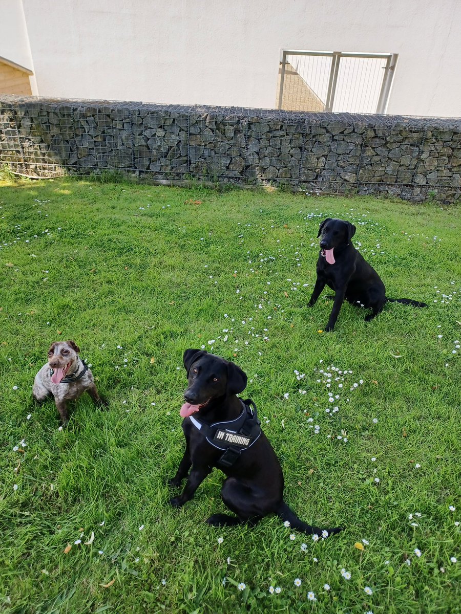 Grcornwell's tweet image. Toby (Top Right) with some of his prison counterparts, been a brilliant day doing some environmental work on NHS property. Always amazing to link in with fellow handlers 🐾👌🏻☀️

#NHSDrugDog #PrisonDogs

@TEWV @The_NFRSA @NHSEngland @DogsHmpps