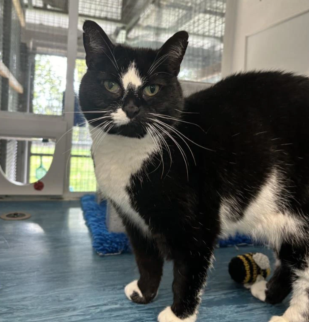 Did you know that older cats can take three times as long to rehome as kittens? 😔

We're firm fans of more mature moggies, as is the comedian Jo Brand. She says: "Older cats can still bring so much love and fun to a home."

Here are Milly and Tuppence! 

cats.org.uk/birmingham#ado…