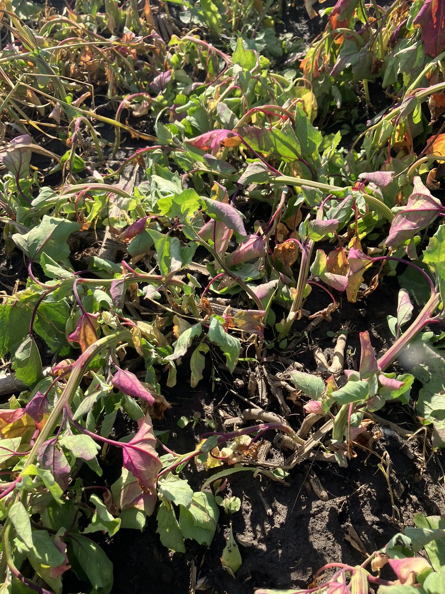 Ryan Miller tweet media