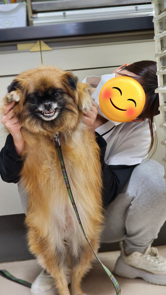 純血のシーズーって嘘やろって思ったけど両親マジでシーズーだったし