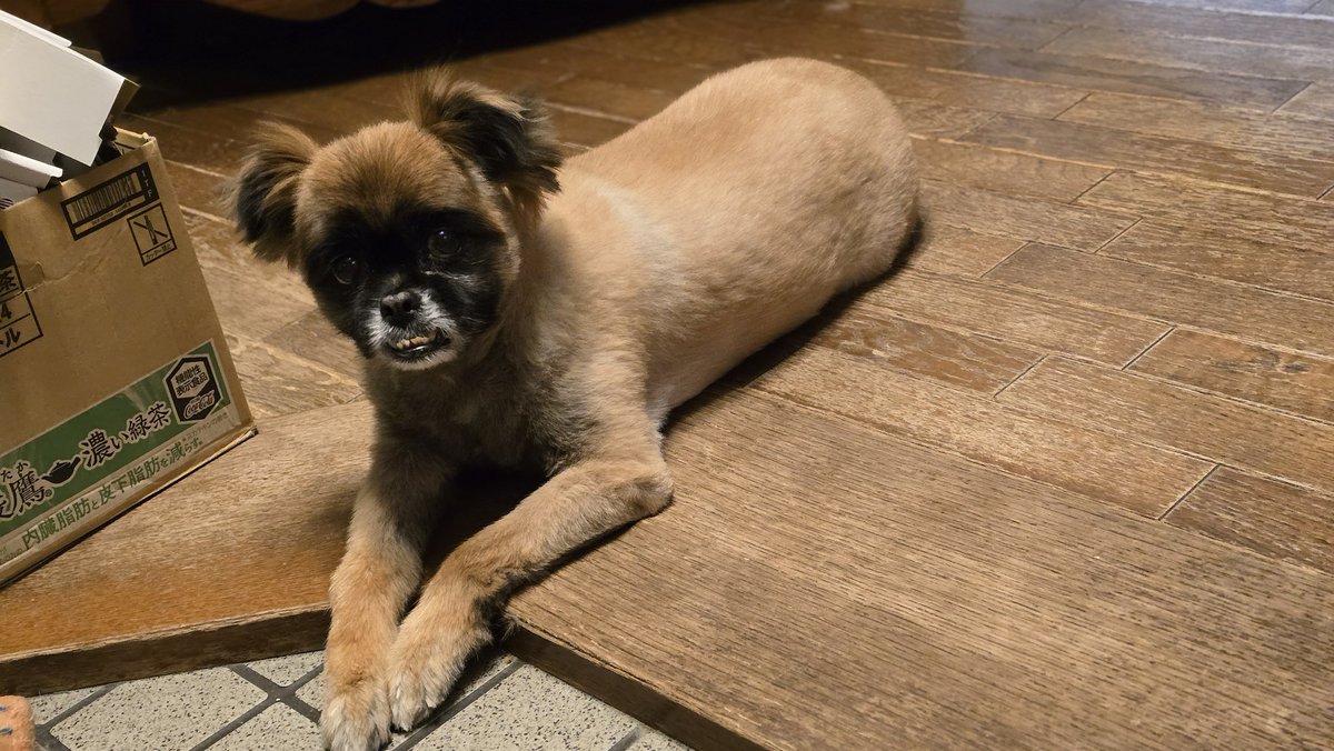 純血のシーズーって嘘やろって思ったけど両親マジでシーズーだったし