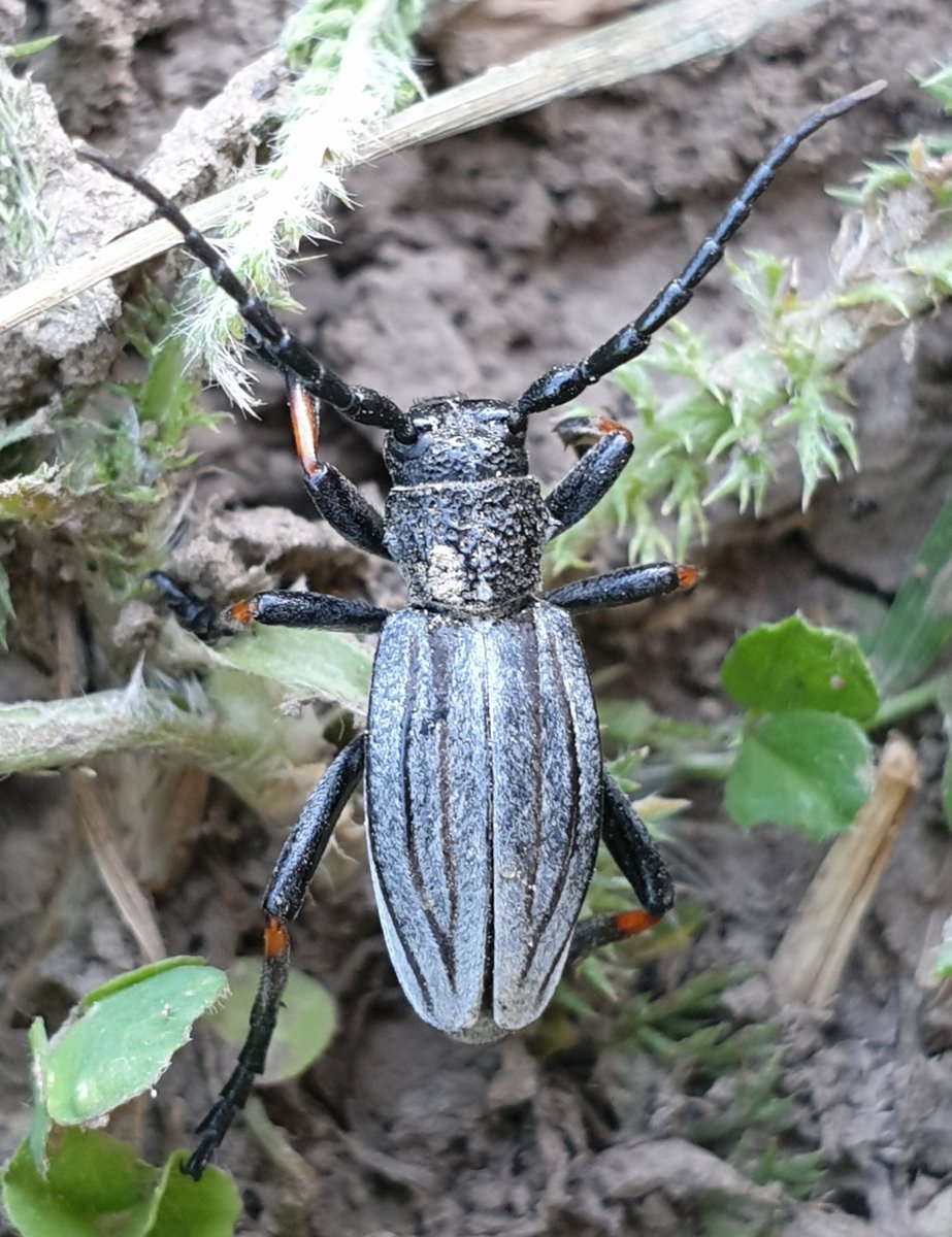 Dorcadion (Cribridorcadion) semenovi semenovi. SE Kazakhstan, Ketmen Mt. Range.