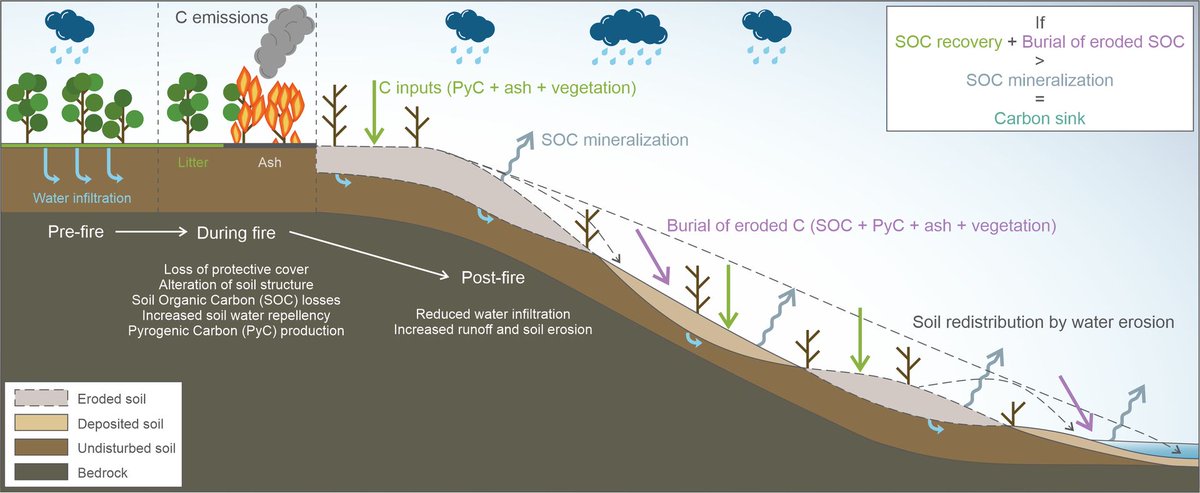 Global Change Biology (@globalchangebio) on Twitter photo OPINION
Into the unknown: The role of post-fire soil erosion in the carbon cycle
📄 onlinelibrary.wiley.com/doi/full/10.11… <a href="/a_gironagarcia/">Antonio Girona-García</a> OPINION
Into the unknown: The role of post-fire soil erosion in the carbon cycle
📄 onlinelibrary.wiley.com/doi/full/10.11… <a href="/a_gironagarcia/">Antonio Girona-García</a>
