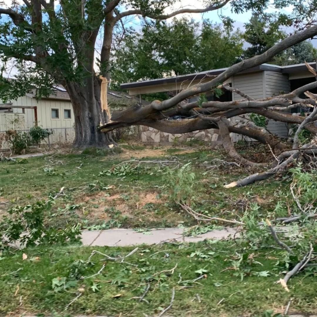 #Repost from @itp_corp
.
Don’t let wind win! Strong winds can wreak havoc on your trees, but proper pruning can help! 🪓 Regular pruning removes weak, dead, or diseased branches that are more likely to snap in a storm.