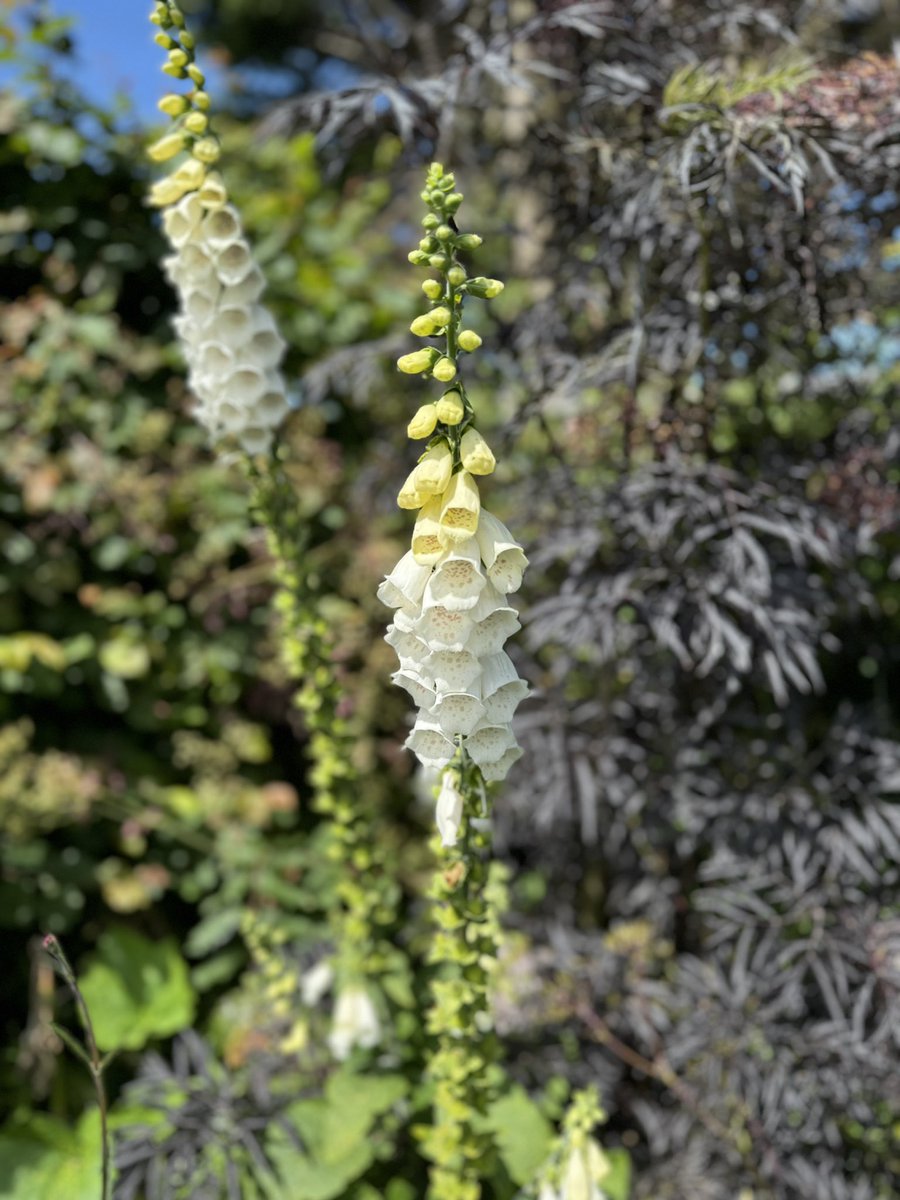 _HelenDale's tweet photo. The Weather Gods smiled on us—we’ve had glorious sunshine—but even absent that, our stay at @millfarmecobarn in Norfolk by the sea has been a delight.

Pics &amp; bumble-bee video from the garden around our “barn” (there are three from which to choose).

Highly recommended. https://t.co/IG6EmSzuxB