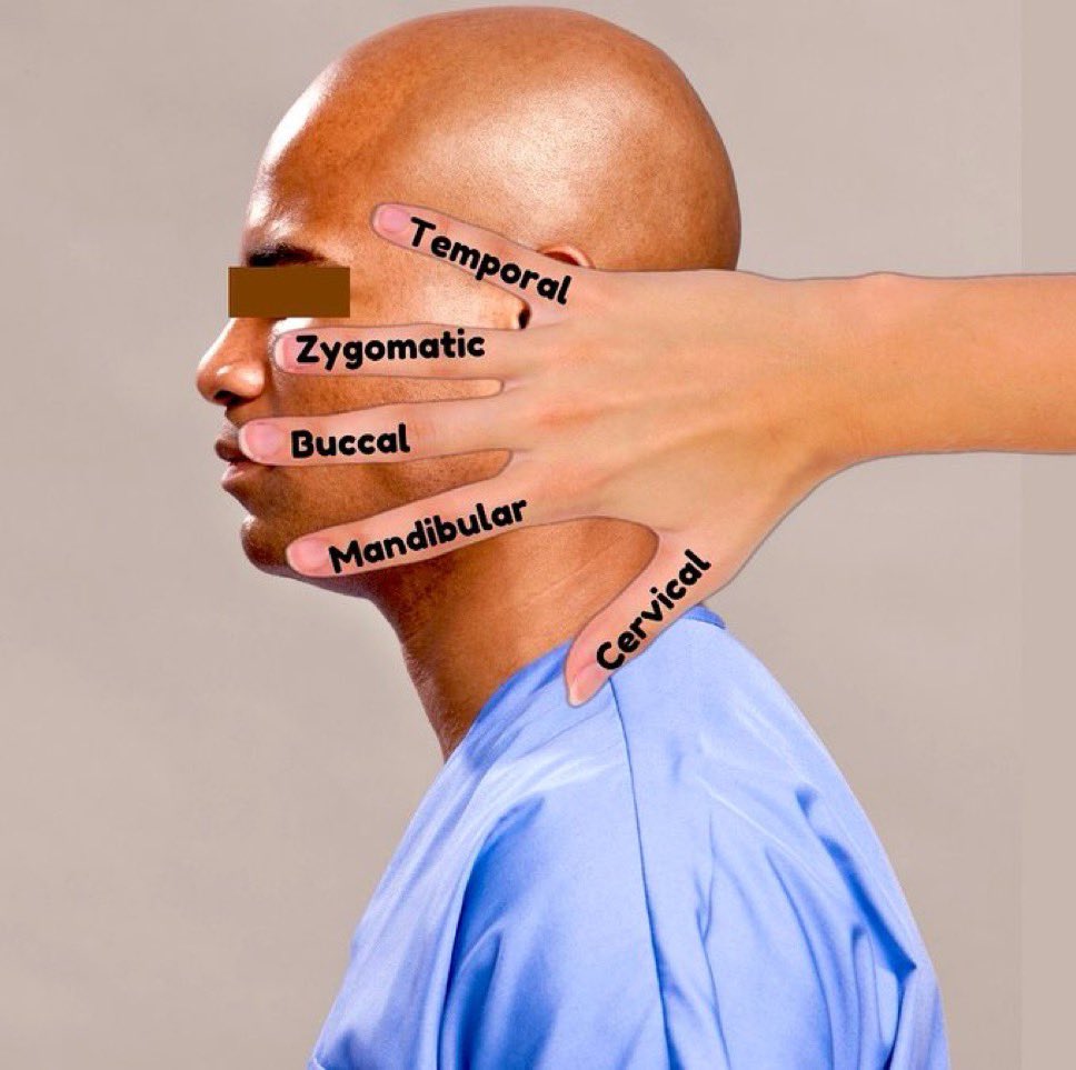 Facial Nerves branches: 

#neurology