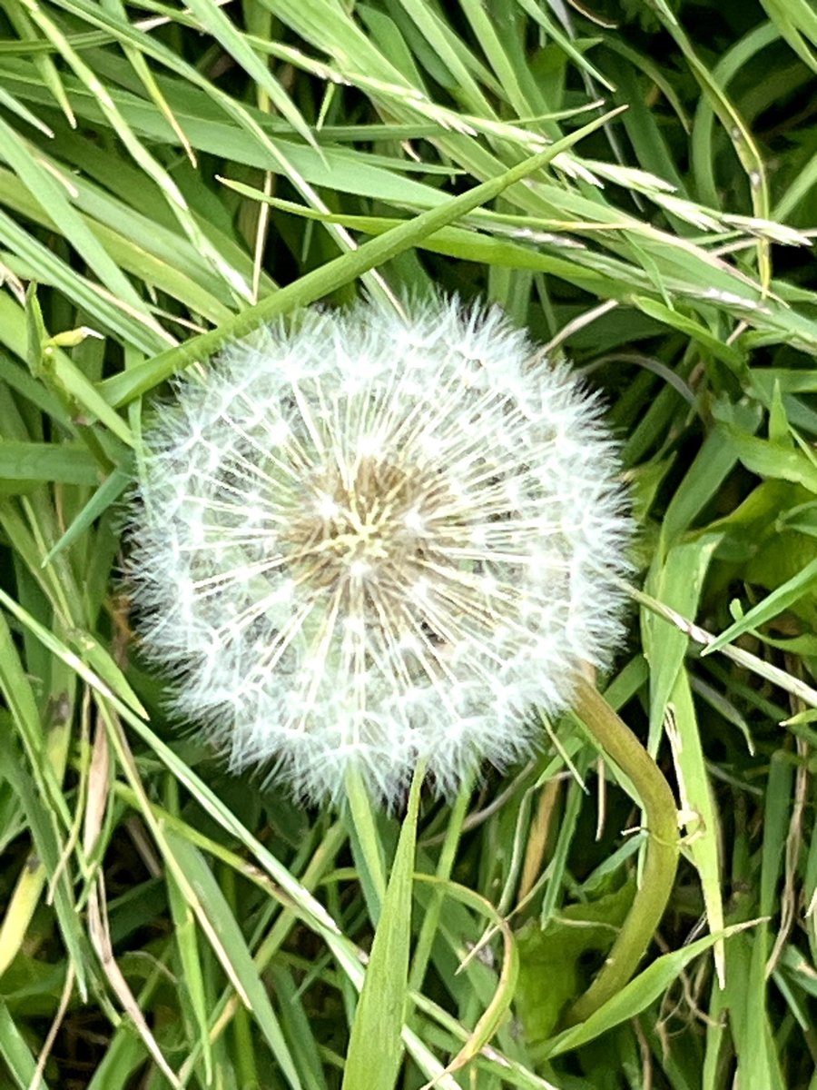 A longer walk this afternoon befitting the longest day of the year!

#SummerSolstice
#100daysofwalking
#200daysofwalking