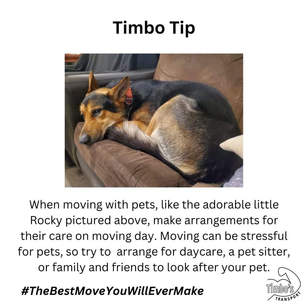 TimbosTransport's tweet image. Just like their humans, pets also get stressed out over moving! To help reduce your pet's stress, make arrangements for their care on moving day.

#movingwithpets #petmove #movingday #mover #TimbosTransport #thebestmoveyouwillevermake