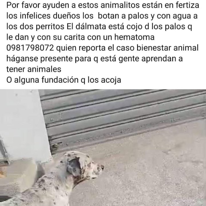 DefensoresAn's tweet photo. #Guayaquil  La única solución para Bienestar Animal fue hacer que el tutor los guarde, para que le den palo adentro? Indignante actuación, q pasa @BlancaLopezC_ @aquilesalvarez @alcaldiagye @GyeResponde https://t.co/qZmvxaQmec