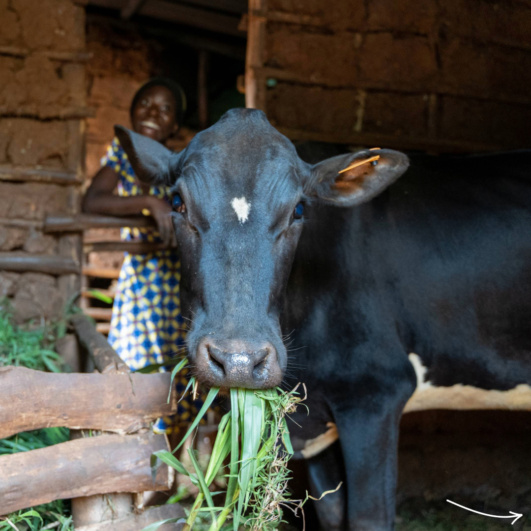HHN_eV's tweet photo. Hunger und Armut gehören zu den drängendsten Problemen der Kinderfamilien in Ruanda. In unserem Kinderfamilienprojekt wird der Fokus deswegen verstärkt auf Schulungen der Kinder und Jugendliche im landwirtschaftlichen Bereich gesetzt. https://t.co/eHrqp2Sezm