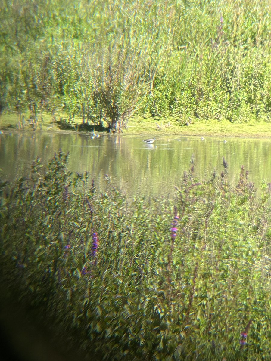 A truly crap picture of a fantastic Green sandpiper. Patch tick and thoroughly made my day. FFNR abundant with life. Nesting Lapwing in good numbers, Broad-bodied chaser, Cuckoo, GS Woodpecker. <a href="/TheParksTrust/">The Parks Trust</a>