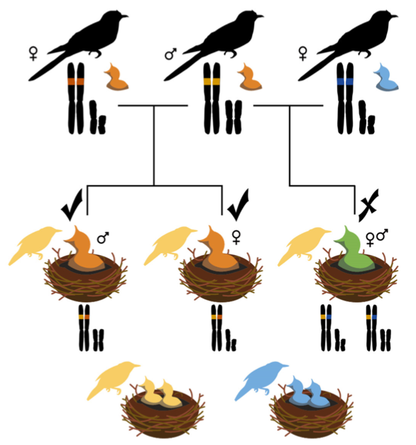 Speciation process in brood parasites could be influenced by the recognition abilities and rejection mechanisms of their hosts. A new hypothesis on how hosts can affect evolutive trajectory in parasites.
Read my mini-review in <a href="/AvianBiology/">J. of Avian Biology</a> now available: doi.org/10.1111/jav.03…