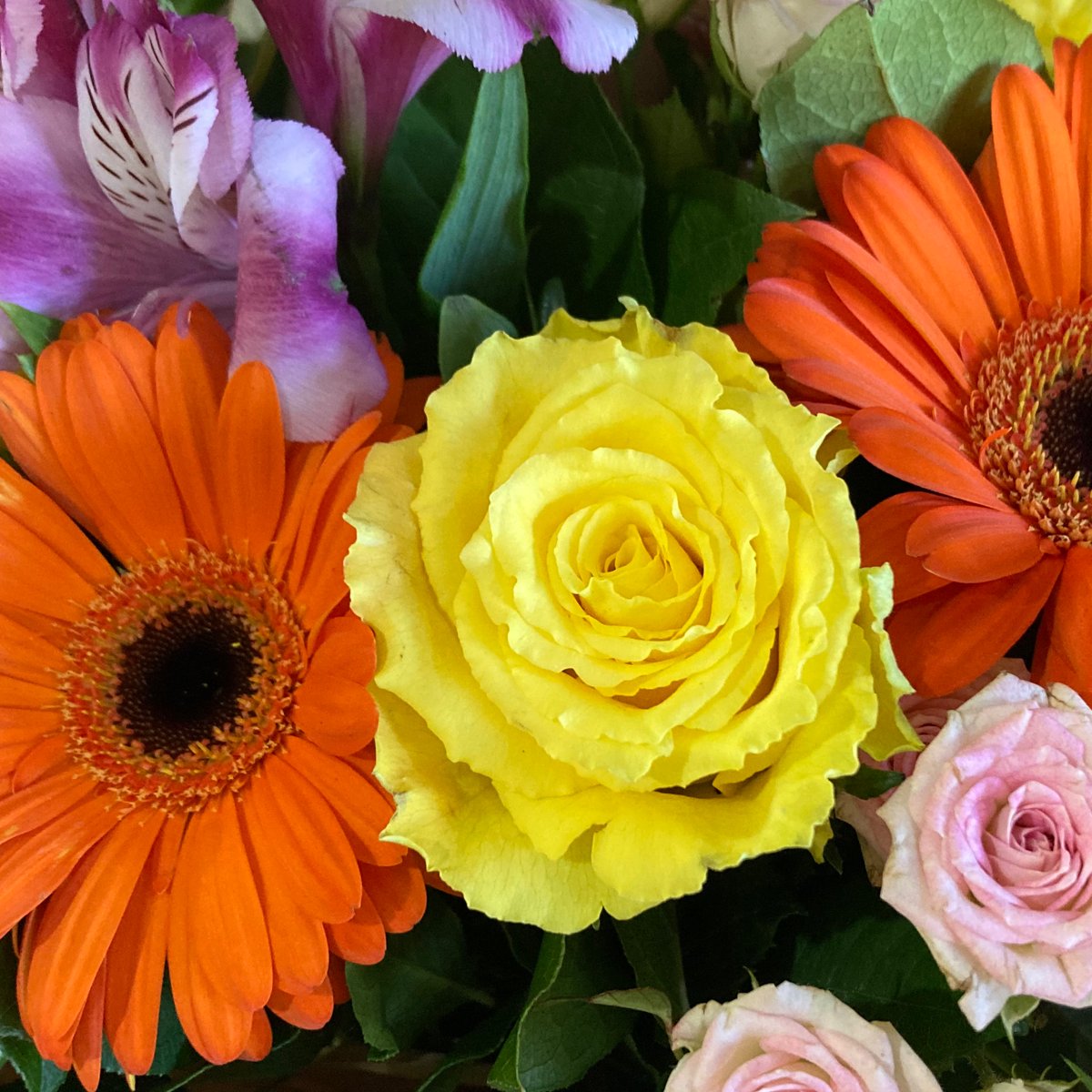 Han_Smiff's tweet image. It&apos;s publication day for PORTRAITS AT THE PALACE OF CREATIVITY &amp;amp; WRECKING!

I wrote this to think about silences, almostness, poetry, distortions of history, more.

Thanks SO much to @johnmurrays @AbiScruby @EveWhiteAgency and all who have supported it!

uk.bookshop.org/p/books/portra…