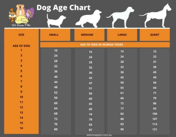 Small Dog Year Old Dog In Human Years Small Dog Breed A Dog's