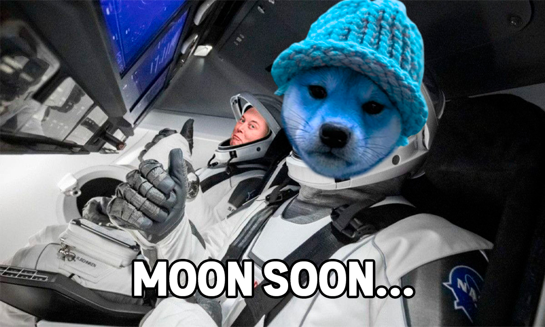 dogbwifhat tweet media