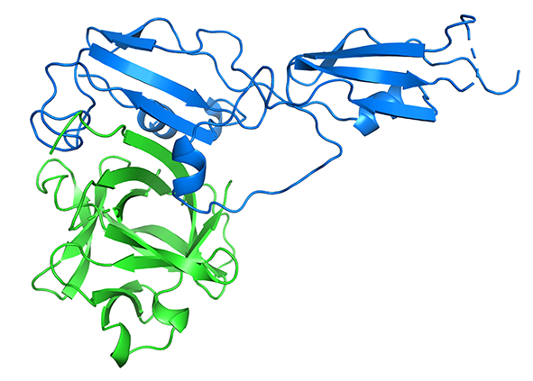 Matt Higgins (@parasitematt) on Twitter photo How does infection with helminths reduce asthma and allergies? Check out our recent paper showing how the helminth secretion product, HpAIR blocks IL-33 signalling. Cunning little parasite! Led by <a href="/jamwalabhishek/">Abhishek Jamwal</a> and fun collaboration with @HenryMcSorley,
rdcu.be/dLewH How does infection with helminths reduce asthma and allergies? Check out our recent paper showing how the helminth secretion product, HpAIR blocks IL-33 signalling. Cunning little parasite! Led by <a href="/jamwalabhishek/">Abhishek Jamwal</a> and fun collaboration with @HenryMcSorley,
rdcu.be/dLewH