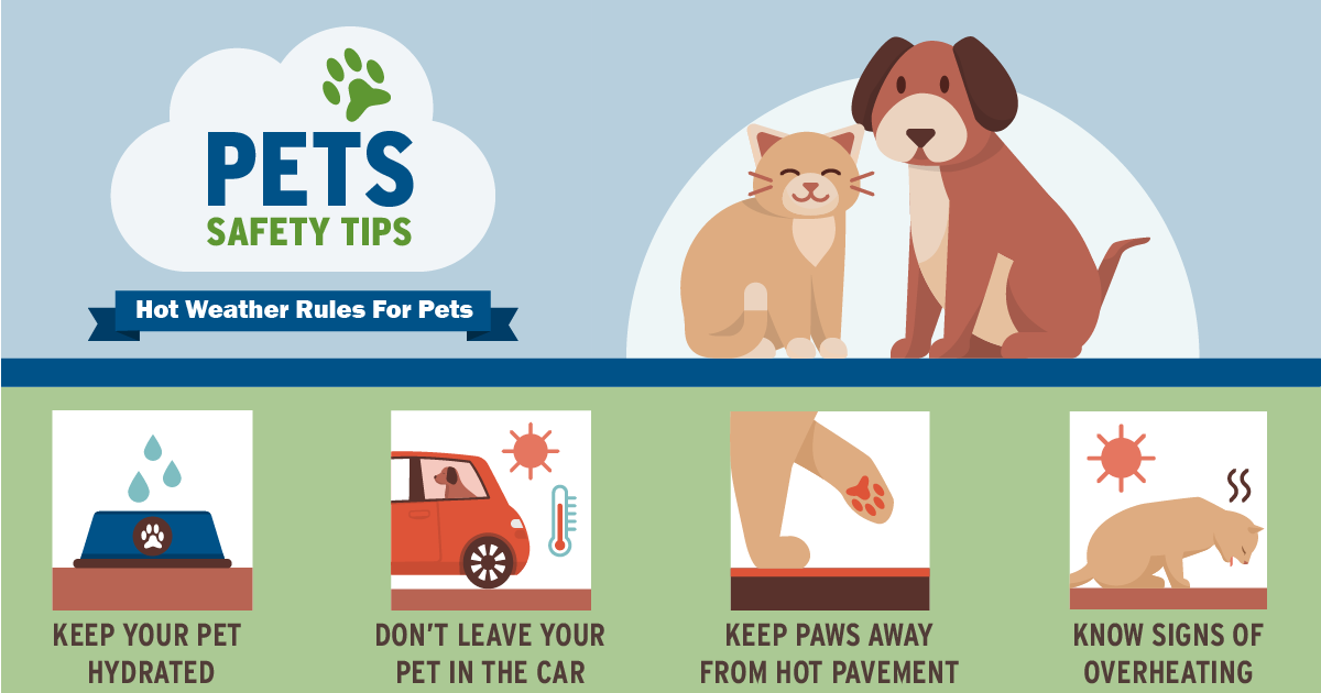Make sure your pets are safe in the heat!
- Keep your pet hydrated
- Don't leave your pet in the car
- Keep paws away from hot pavement
- Know signs of overheating