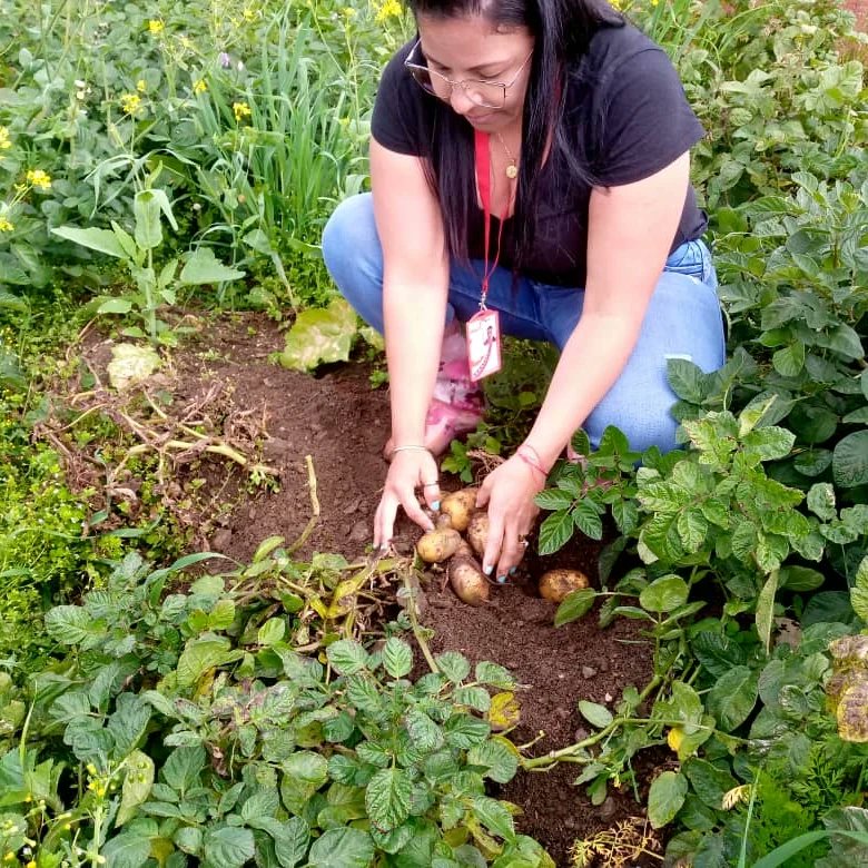 #VenezuelaEsPoesíaMundial
MÉRIDA 📢
Técnicos de INSAI inspeccionaron cultivos de Papa en mpio. Rivas Dávila, con estimación de cosecha/1500 sacos y 120 sacos de semilla, en finca El Salado, sector Páramo La Negra con buenas condiciones fitosanitarias.
@nicolasmaduro
@wcastropsuv
