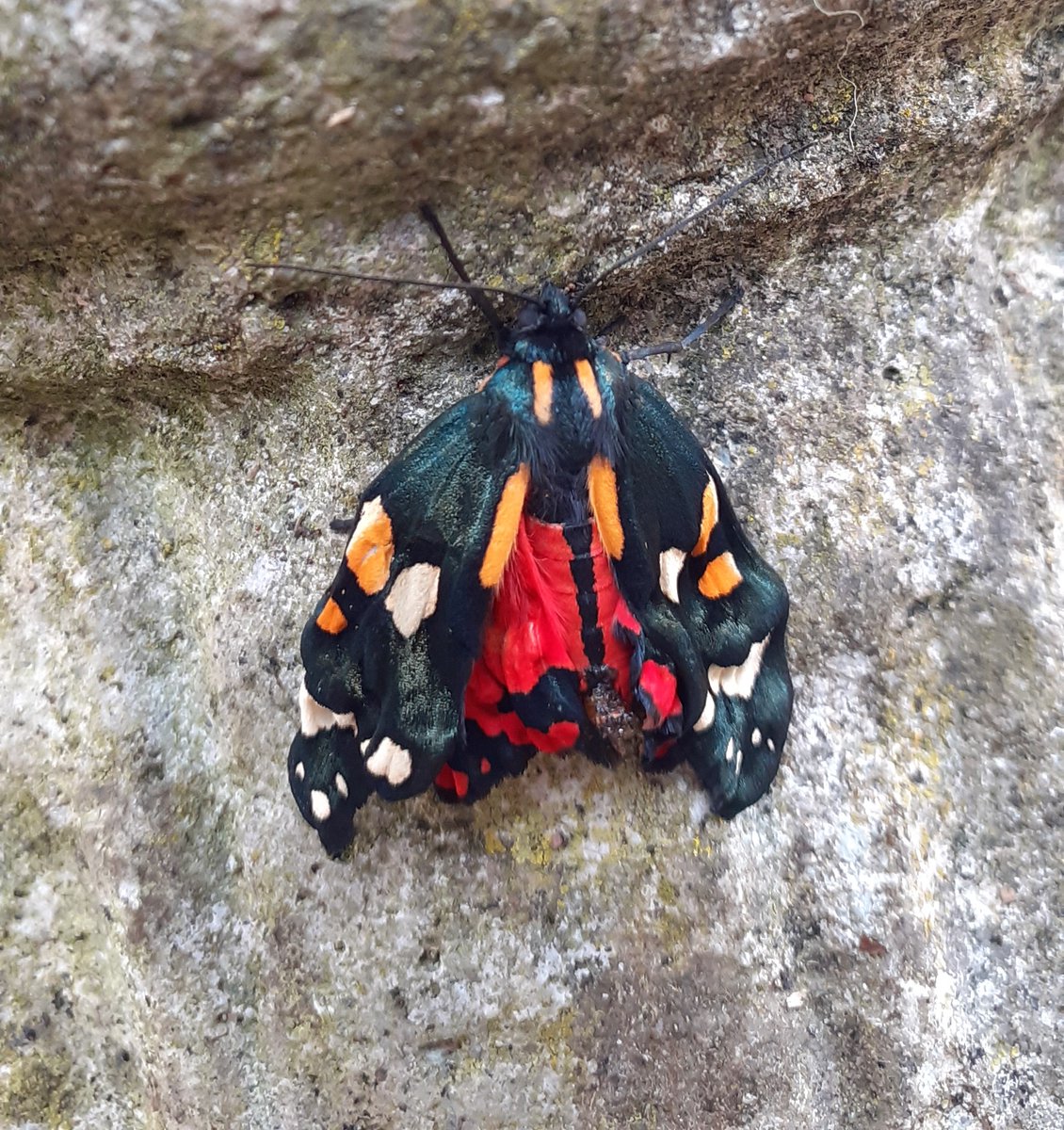 Pretty ragged looking Scarlet Tiger Moth seen in our garden in South Shropshire today.
#Springwatch
#ShropshireWildlife