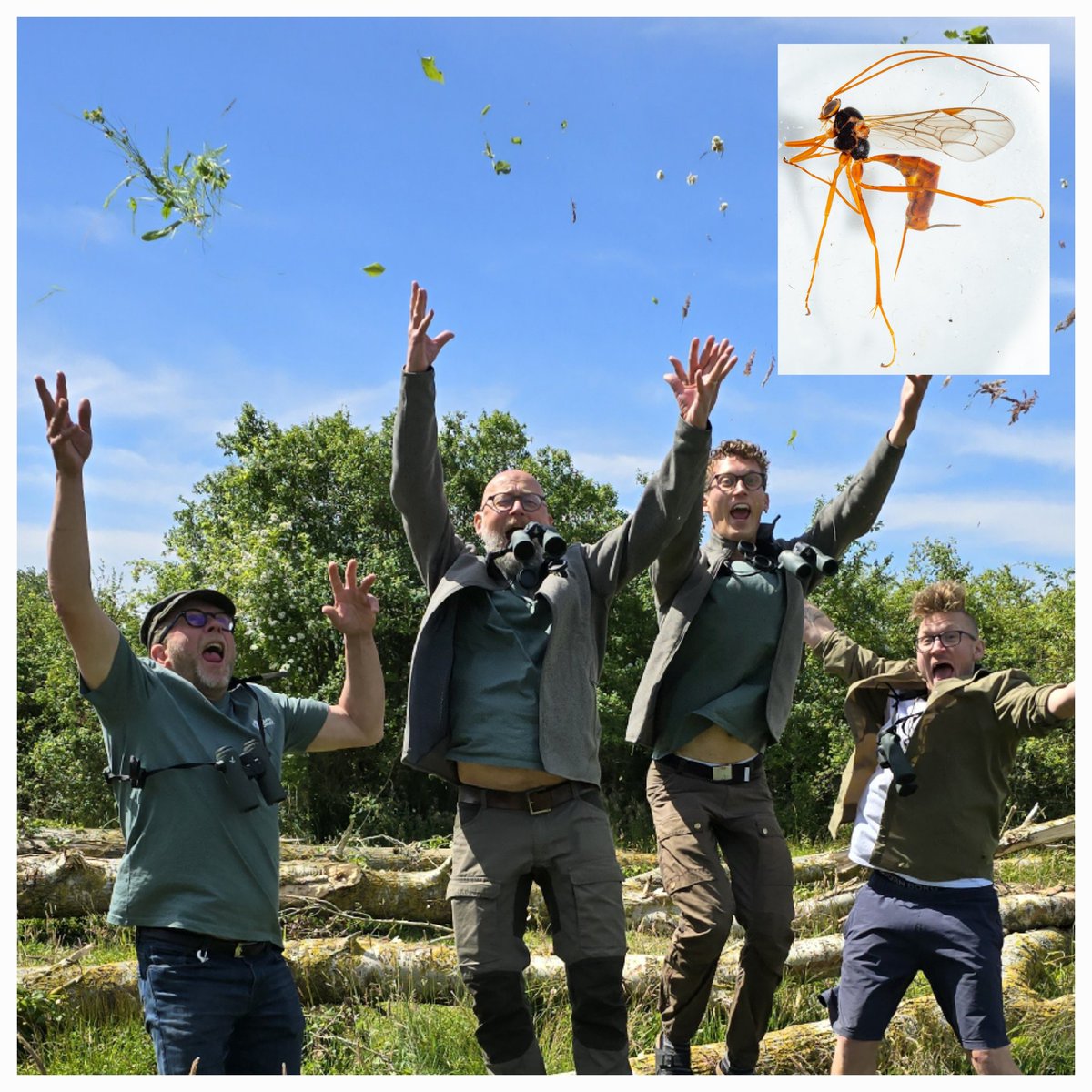 NY HVEPS FUNDET I DANMARK

Så kom Vildmarkens første NFL (Ny For Landet)! 😍  Den nataktive snyltehveps, Netelia caucasica 🐝

Vi fejrer sammen med #biodiversitet og #dknatur 🥳