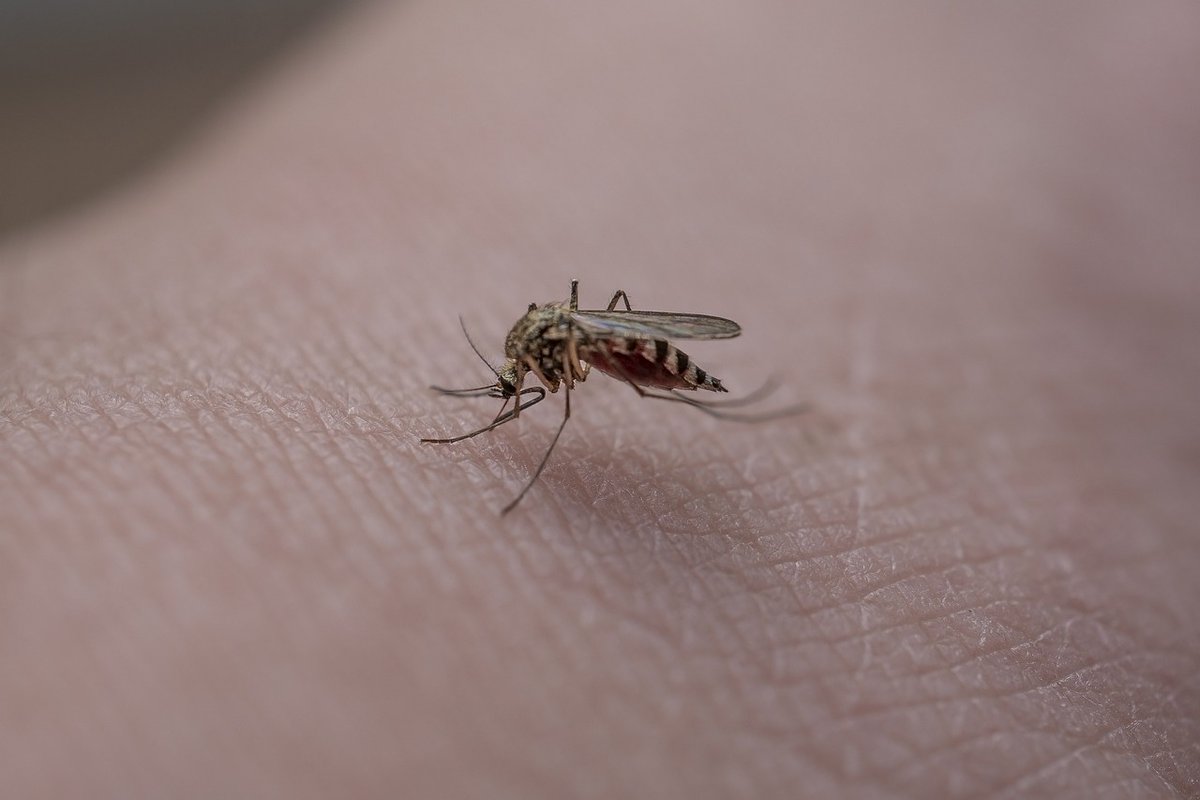 Srvcfirstpest's tweet photo. Did you know that Mosquitoes are considered the world's deadliest animal? Just a single bite from an infected mosquito can transmit diseases such as West Nile virus, dengue, Zika, and malaria! These mosquito -borne diseases cause thousands of deaths world wide each year. https://t.co/Em6pm9Oai3