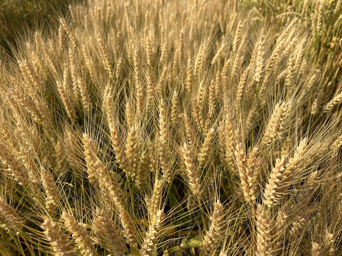 Greg Stopps (@greg_stopps) on Twitter photo 6000+ years of being the bedrock of western civilization and this #Wheat crop never gets old! #OntAg Provincial Performance Trials in great shape down in Woodslee! #Harvest24 is coming quick! <a href="/PioneerSeedsCA/">Pioneer Seeds Canada</a> new kid 25R65 looking amazing!
#CdnAg #AgX 6000+ years of being the bedrock of western civilization and this #Wheat crop never gets old! #OntAg Provincial Performance Trials in great shape down in Woodslee! #Harvest24 is coming quick! <a href="/PioneerSeedsCA/">Pioneer Seeds Canada</a> new kid 25R65 looking amazing!
#CdnAg #AgX