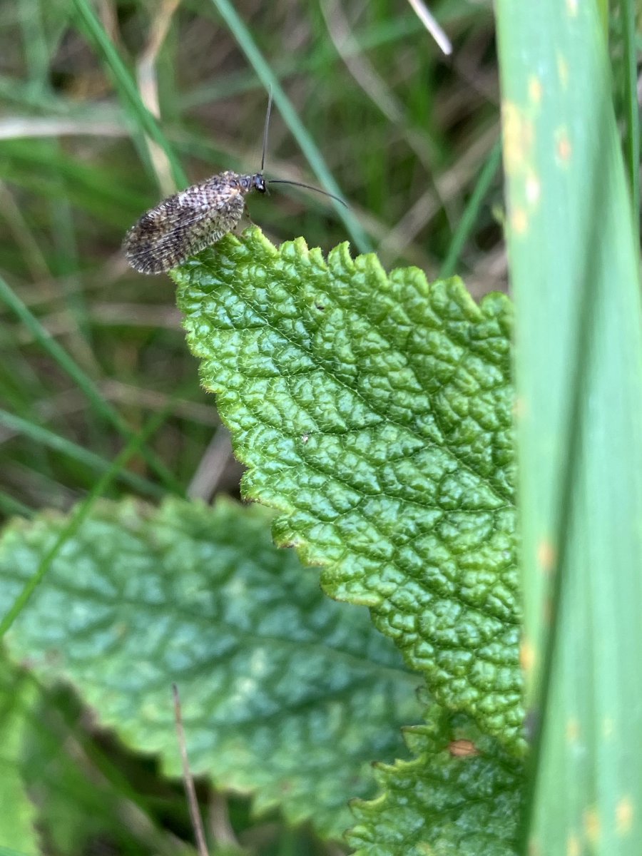 A small but special species! It was great to find a few Bordered Brown Lacewings on a recent survey in #HolyroodPark. This rare insect is only found in a few places across the UK 🪰⁦<a href="/Buzz_dont_tweet/">Buglife</a>⁩ ⁦<a href="/BuglifeScotland/">BuglifeScotland</a>⁩