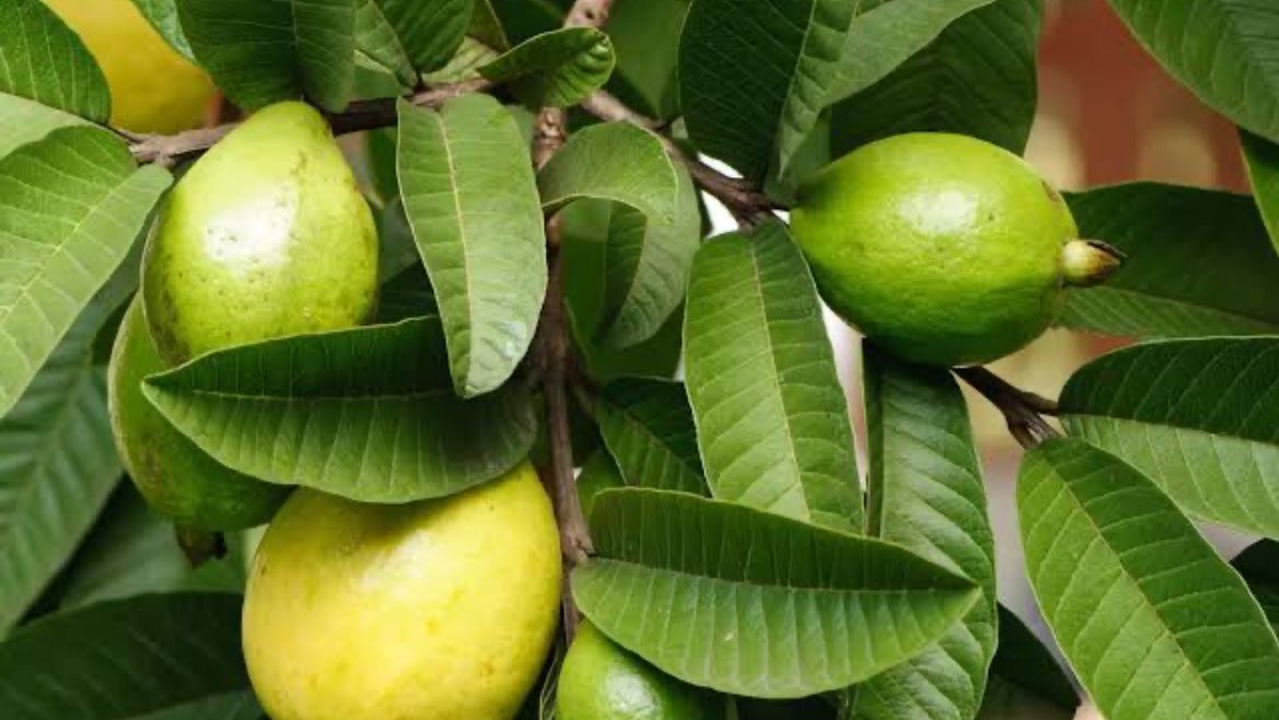 guava-leaves-sore-and-runny-tummy-ubhici-cinnamon-ulcer-related