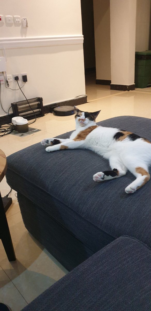 Pirate🐈 tweet media