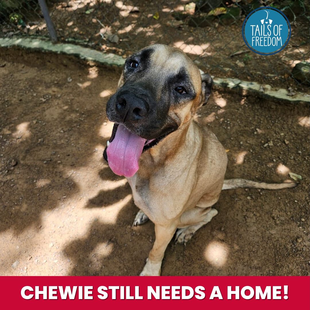 Chewie is the sweetest, friendliest dog, and deserves a loving home and family

He is a bundle of joy and would light up the lives of any family!

📷 If you think Chewie would be a good fit for your family, please call us on 071 720 4215 or 077 744 9729